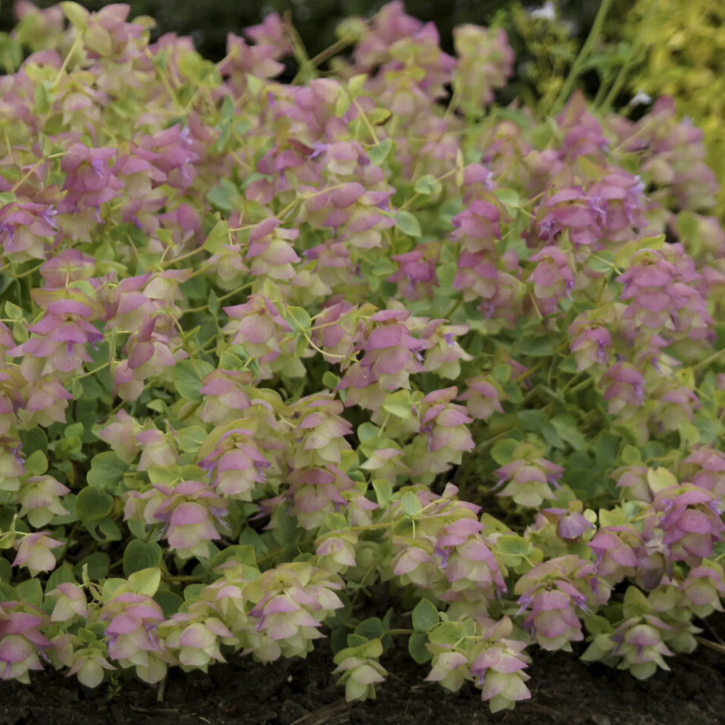 Hopfendost Kent Beauty - Hängt in rosa Kaskaden