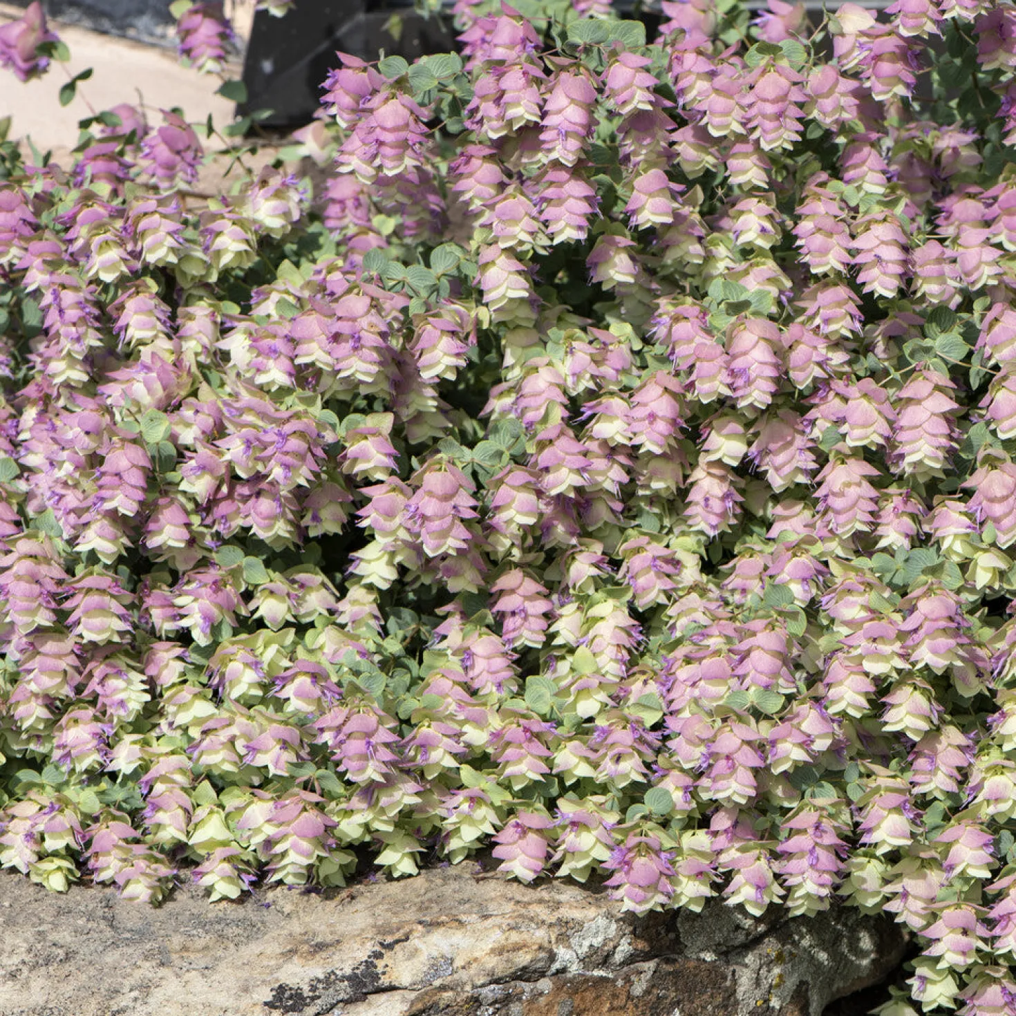 Hopfendost Kent Beauty - Hängt in rosa Kaskaden
