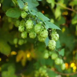 Hopfen - Grüner Sichtschutz im Nu