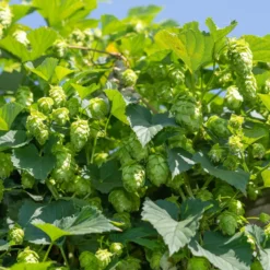 Hopfen - Grüner Sichtschutz im Nu