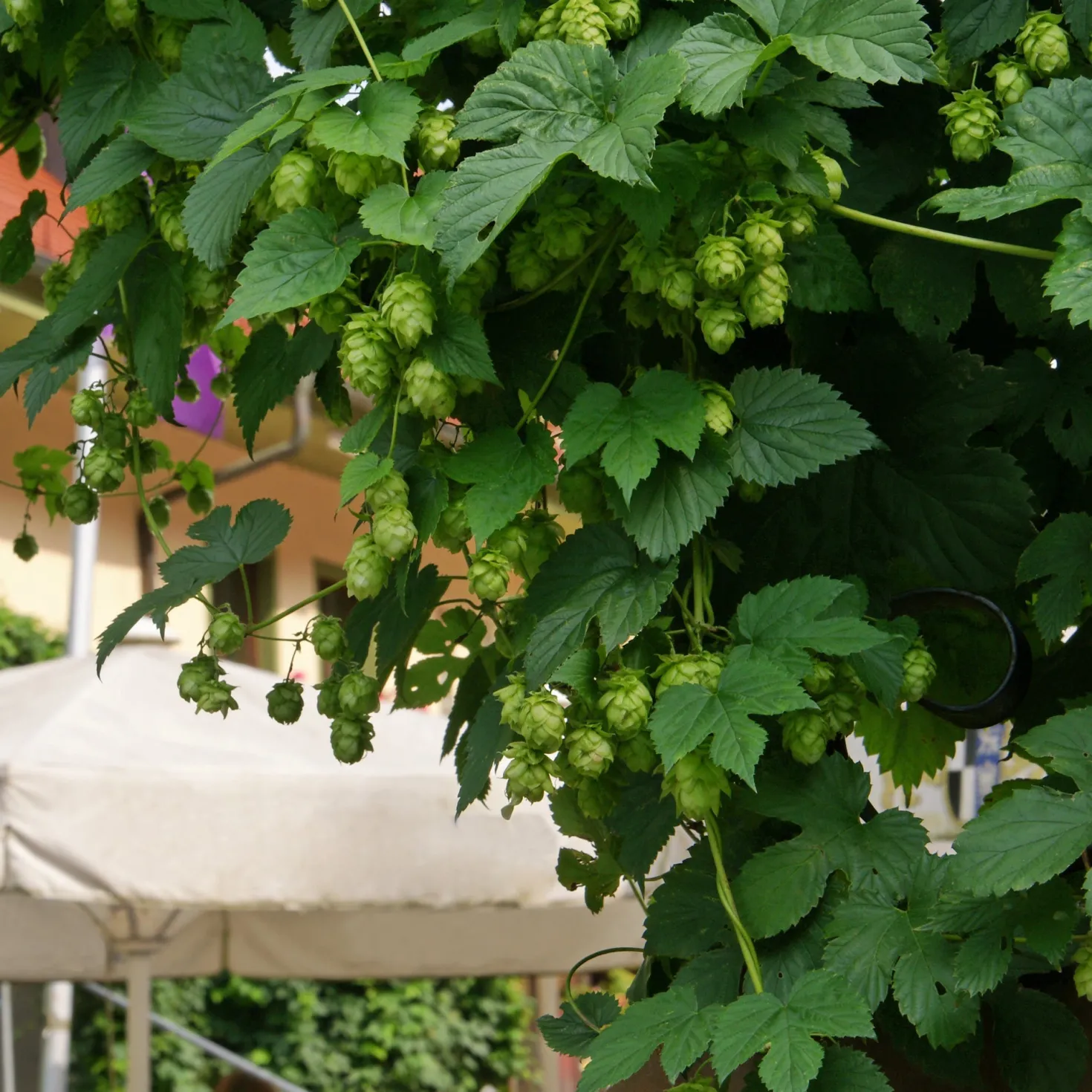 Hopfen 'Magnum' - 5 Meter grüner Sichtschutz