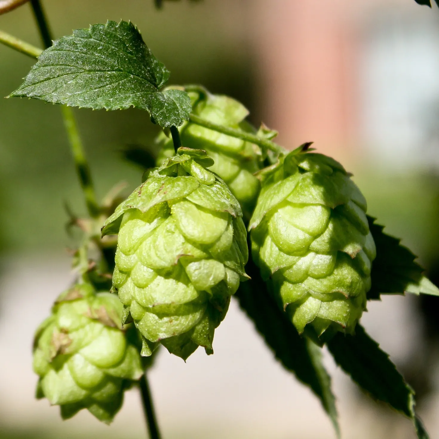 Hopfen 'Magnum' - 5 Meter grüner Sichtschutz