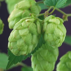 Hopfen 'Magnum' - 5 Meter grüner Sichtschutz