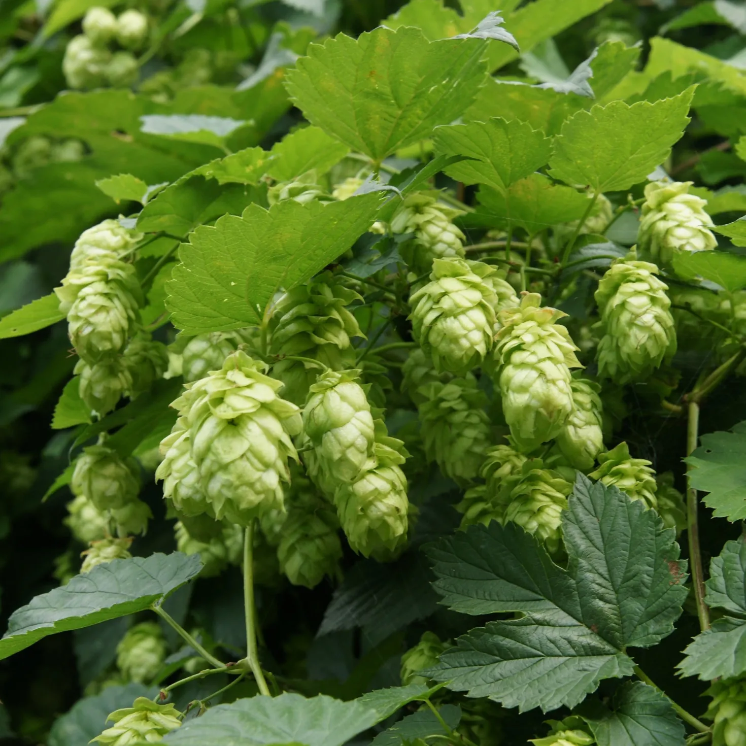 Hopfen 'Magnum' - 5 Meter grüner Sichtschutz