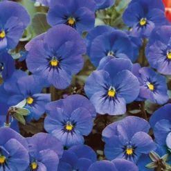 Hornveilchen Admiration - Blaue Blüten den ganzen Sommer