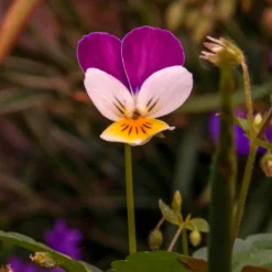 Hornveilchen Helen Mount - Blüten von Juni bis Oktober