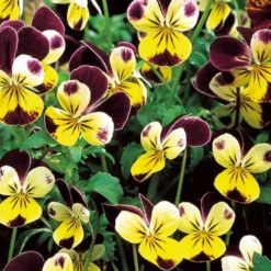 Hornveilchen Helen Mount - Blüten von Juni bis Oktober
