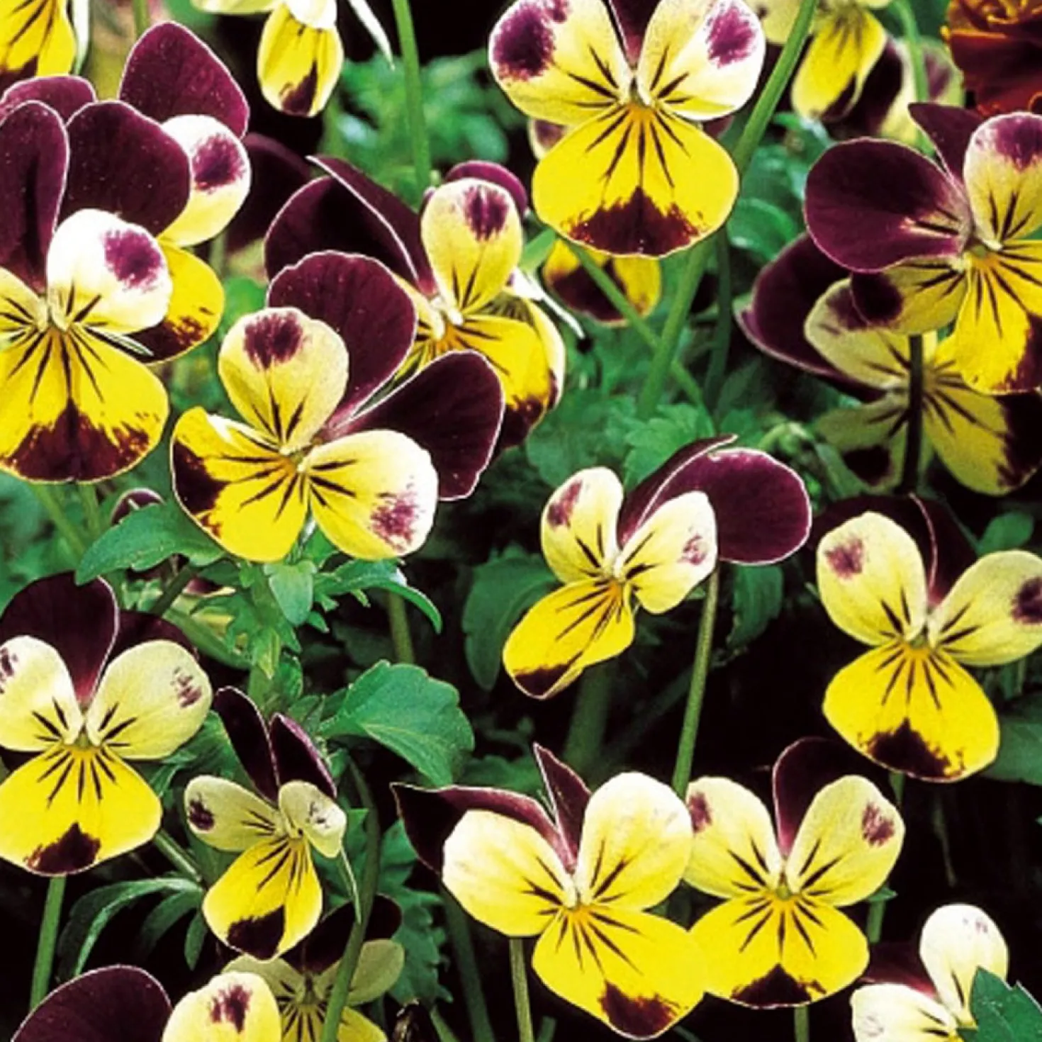 Hornveilchen Helen Mount - Blüten von Juni bis Oktober