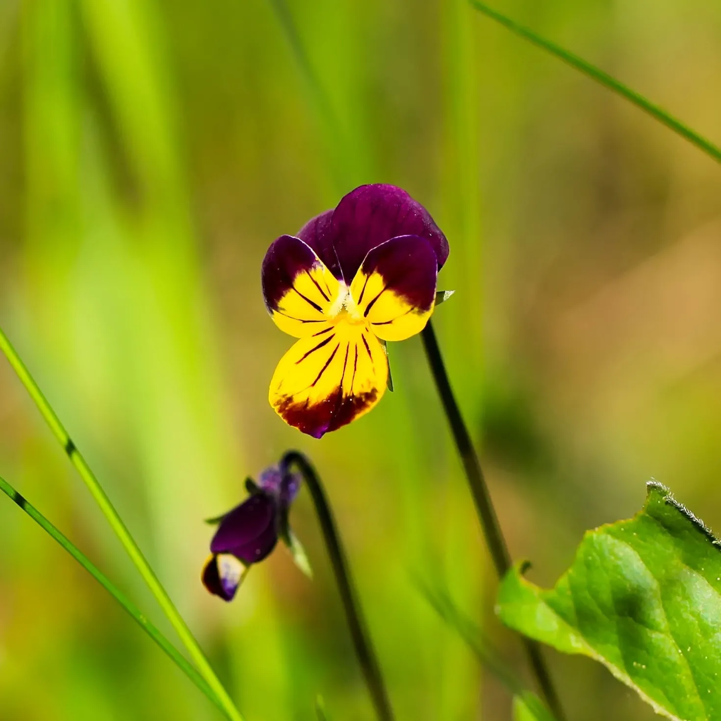 Hornveilchen Helen Mount - Blüten von Juni bis Oktober