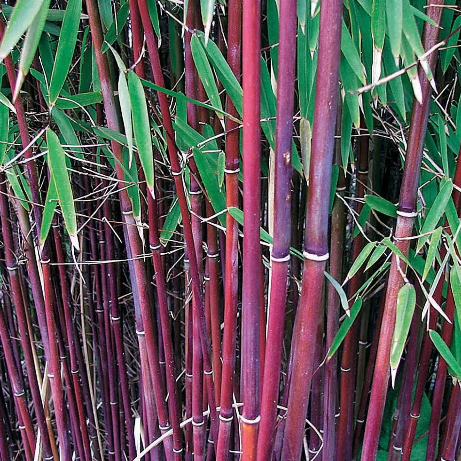 Horstbambus 'Asian Wonder' - Rote Halme, sofort im Blick