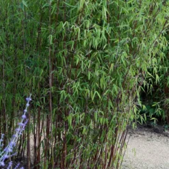 Horstbambus 'Jiuzhaigou' - Sichtschutz ohne Wuchern