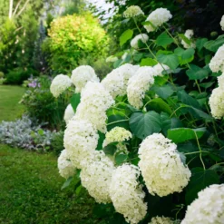 Hortensie 'Annabelle' - Riesige weiße Blütenbälle