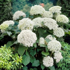 Hortensie 'Annabelle' - Riesige weiße Blütenbälle
