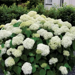 Hortensie 'Annabelle' - Riesige weiße Blütenbälle