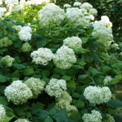 Hortensie 'Annabelle' - Riesige weiße Blütenbälle