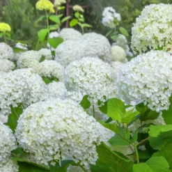 Hortensie 'Annabelle' - Riesige weiße Blütenbälle