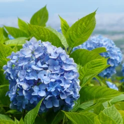 Hortensie blau - Blaue Blüten sofort im Blick