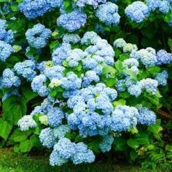Hortensie blau - Blaue Blüten sofort im Blick