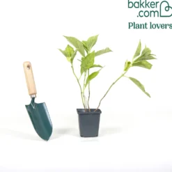 Hortensie blau - Blaue Blüten sofort im Blick