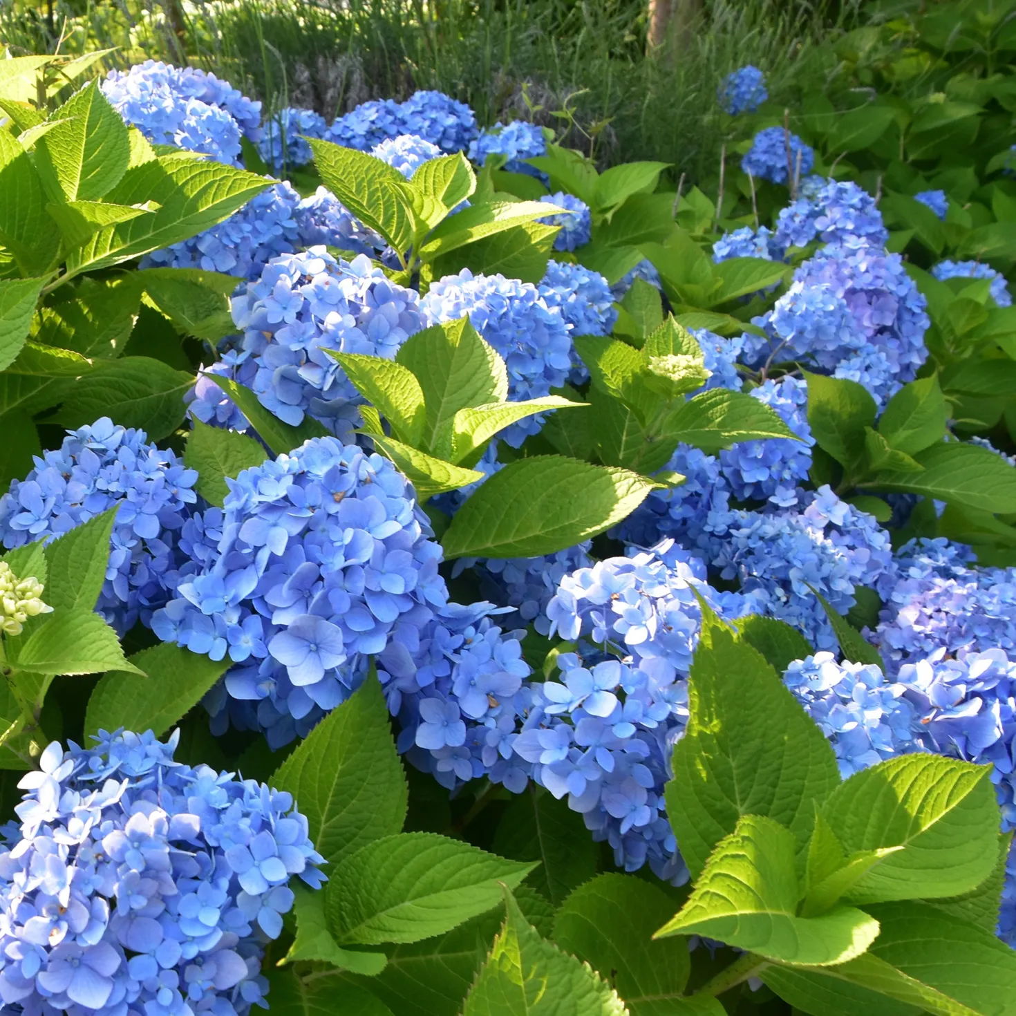 Hortensie blau - Blaue Blüten sofort im Blick