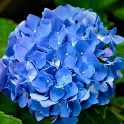 Hortensie blau - Blaue Blüten sofort im Blick