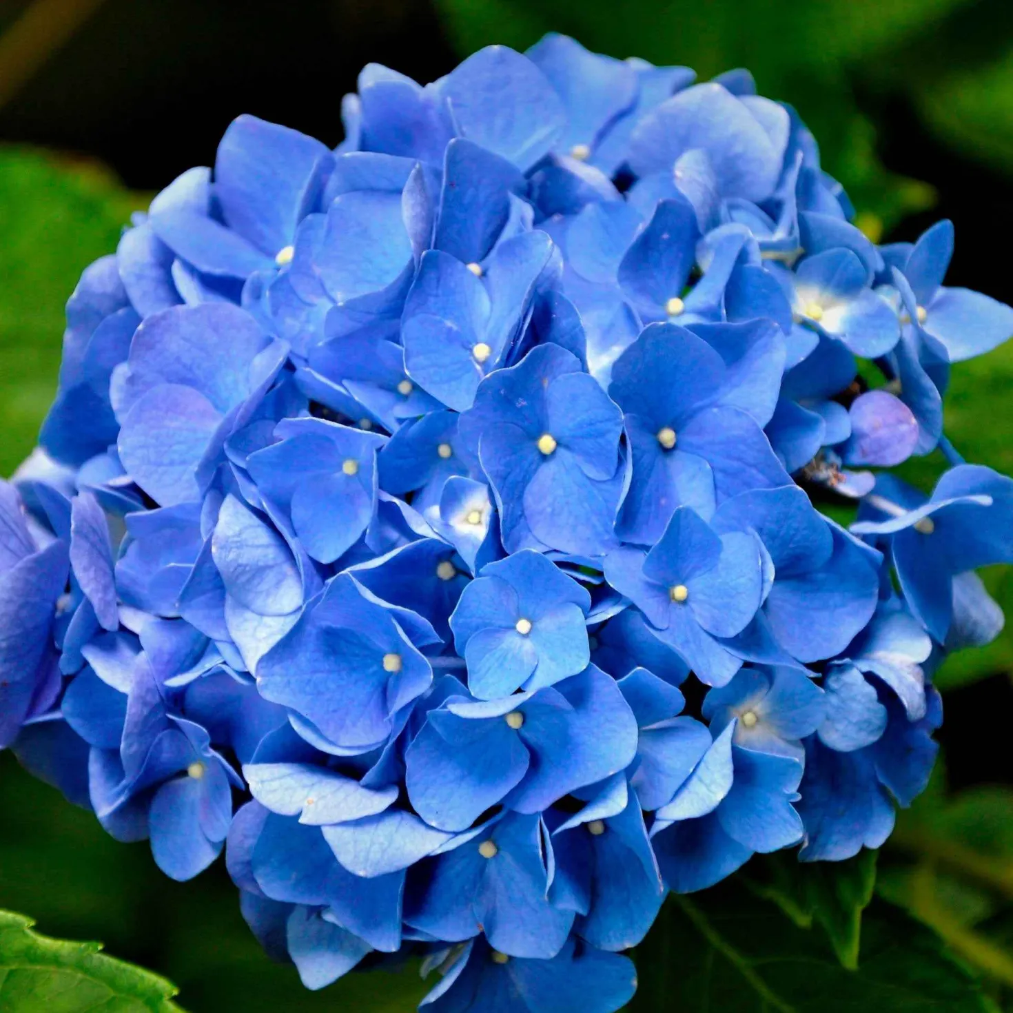 Hortensie blau - Blaue Blüten sofort im Blick