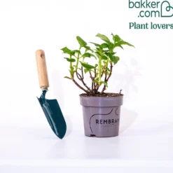 Hortensie blau - Blaue Blüten sofort im Blick