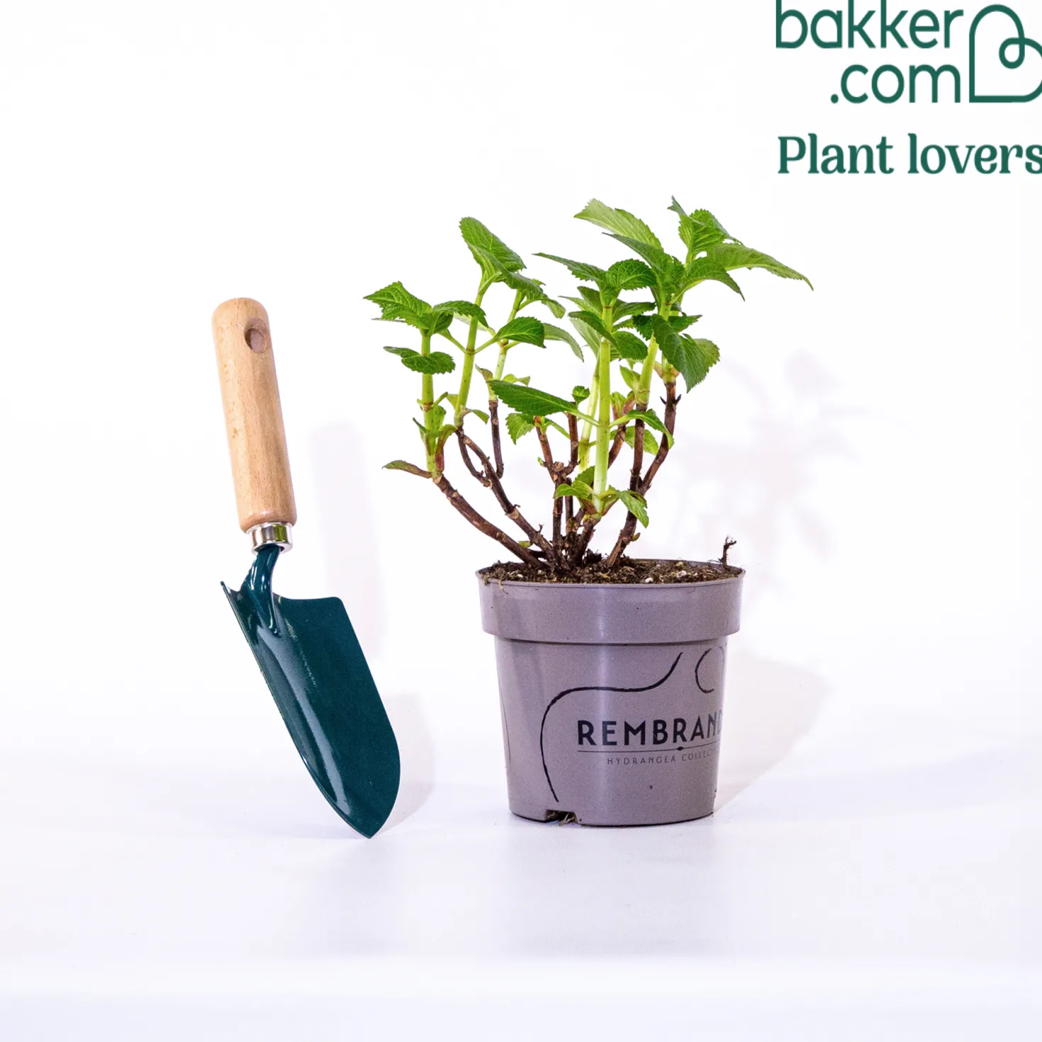 Hortensie blau - Blaue Blüten sofort im Blick