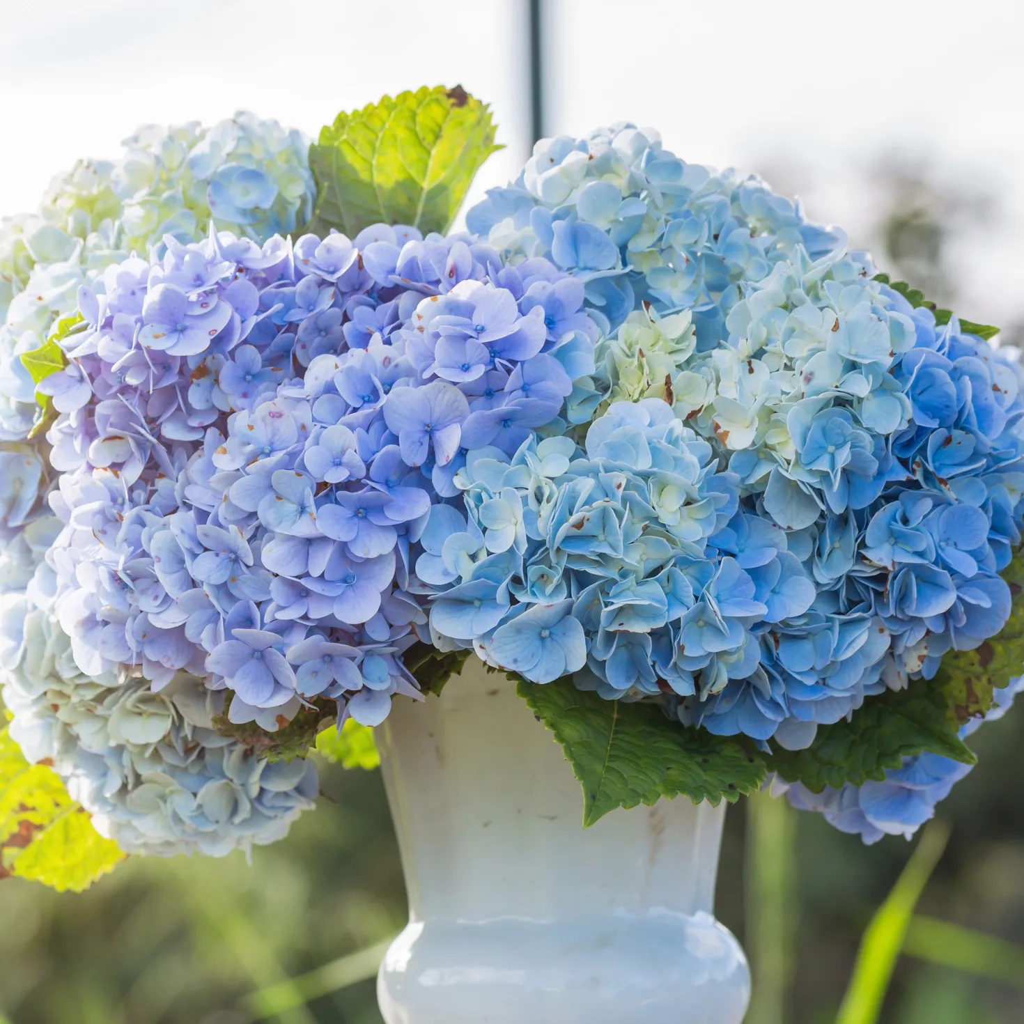 Hortensie blau - Blaue Blüten sofort im Blick
