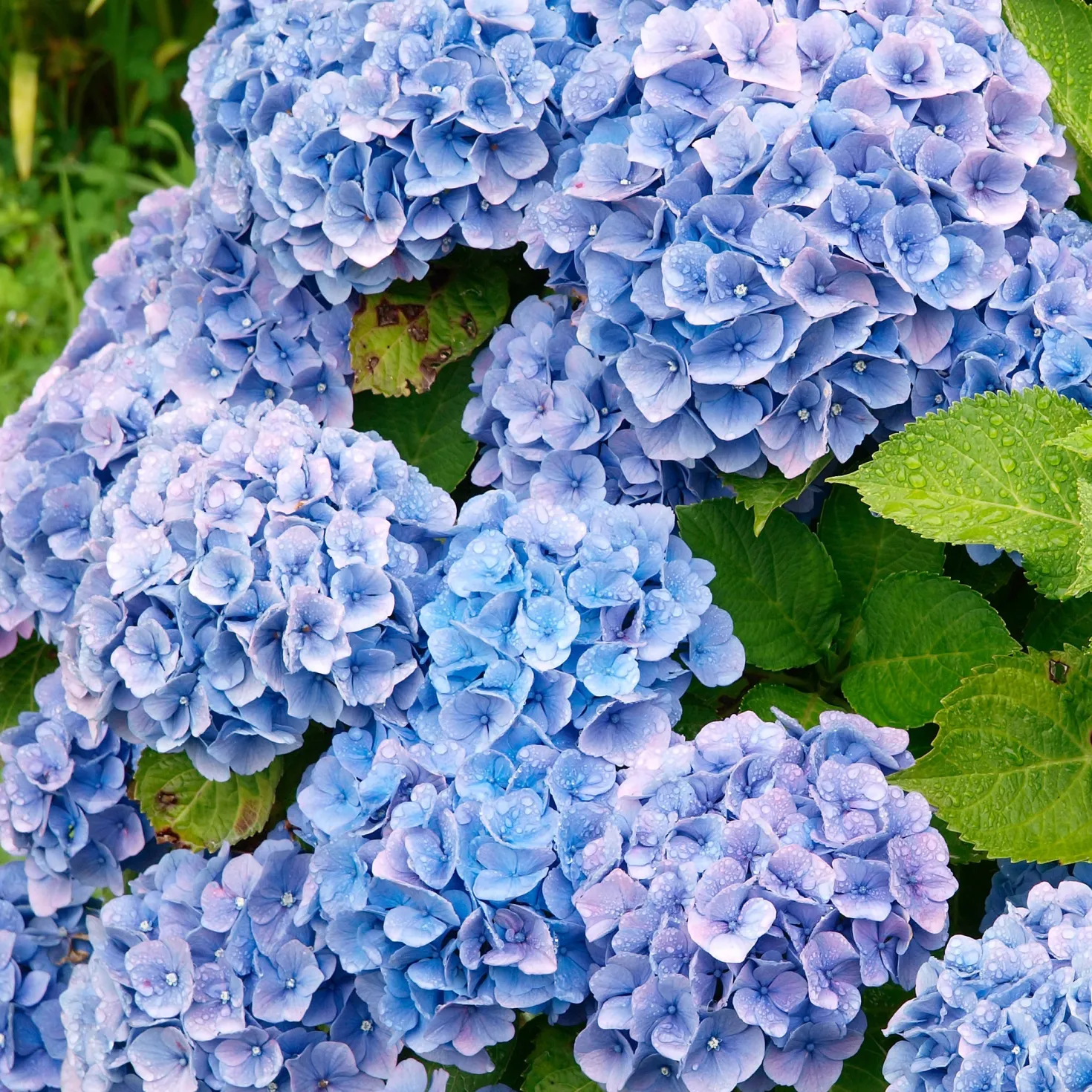 Hortensie blau - Blaue Blüten sofort im Blick