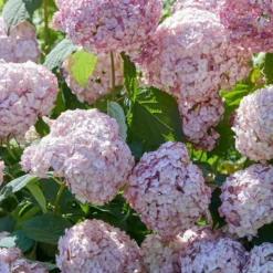 Hortensie ‘Candybelle Bubblegum’® - Pralle Rosa-Bälle im Garten