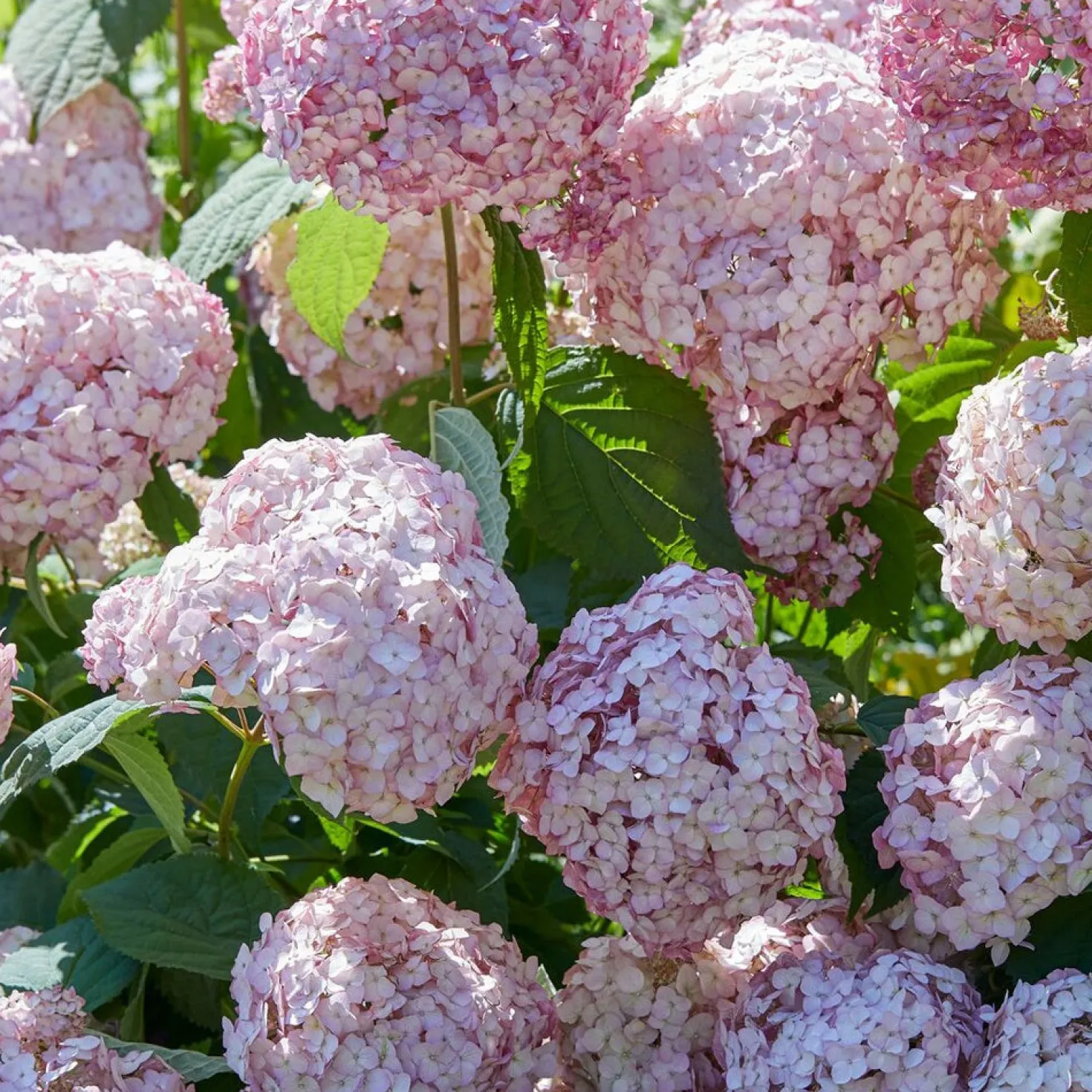 Hortensie ‘Candybelle Bubblegum’® - Pralle Rosa-Bälle im Garten