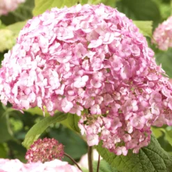 Hortensie ‘Candybelle Bubblegum’® - Pralle Rosa-Bälle im Garten