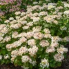 Hortensie Doppio Bianco - Weiße Fülle im Sommer