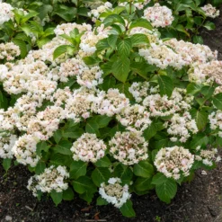 Hortensie Doppio Bianco - Weiße Fülle im Sommer