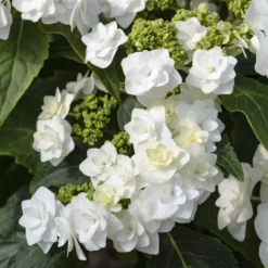 Hortensie Doppio Bianco - Weiße Fülle im Sommer