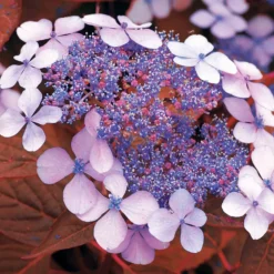Hortensie Indian Summer - Zarte Blüten den ganzen Sommer