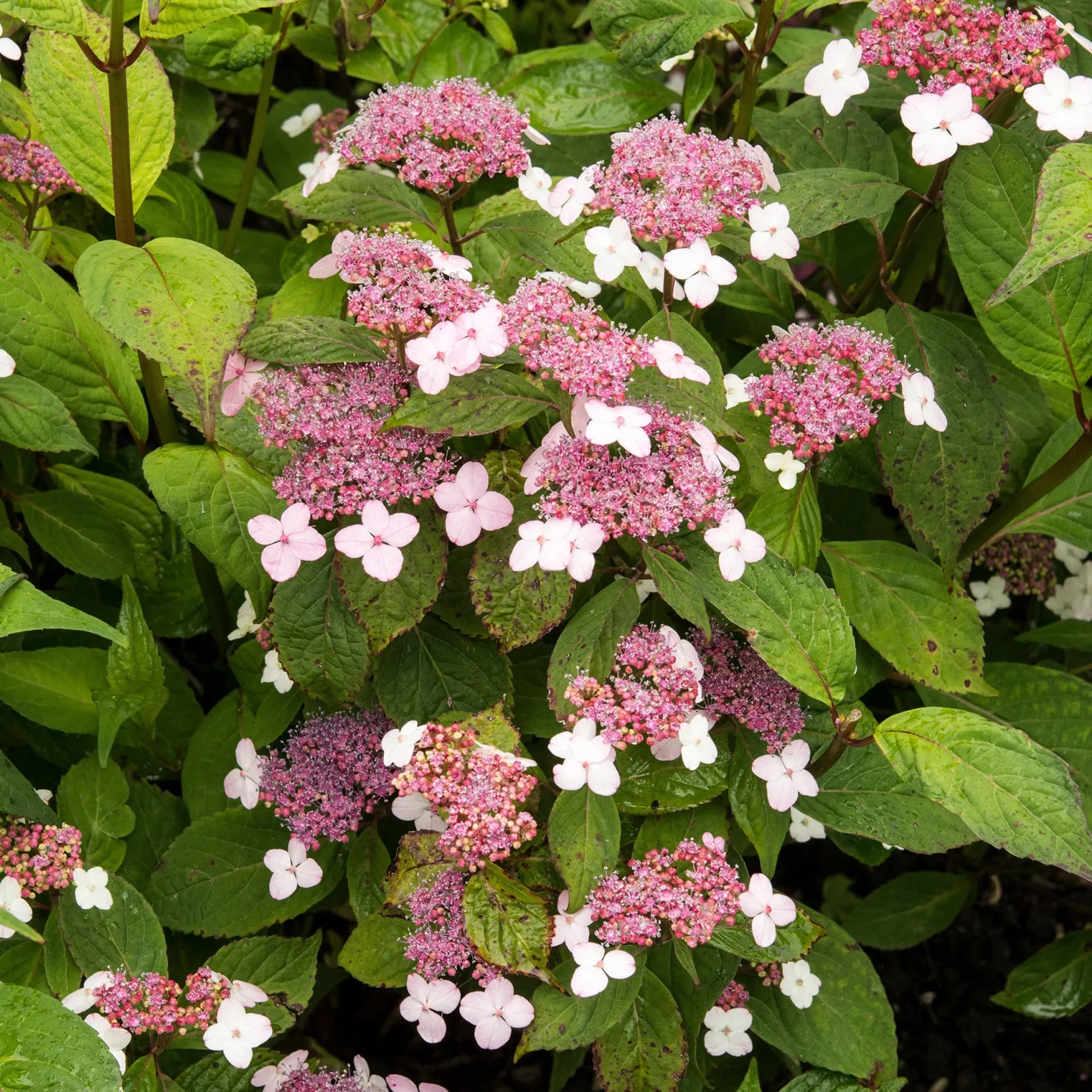 Hortensie Indian Summer - Zarte Blüten den ganzen Sommer