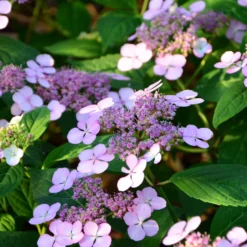 Hortensie Indian Summer - Zarte Blüten den ganzen Sommer