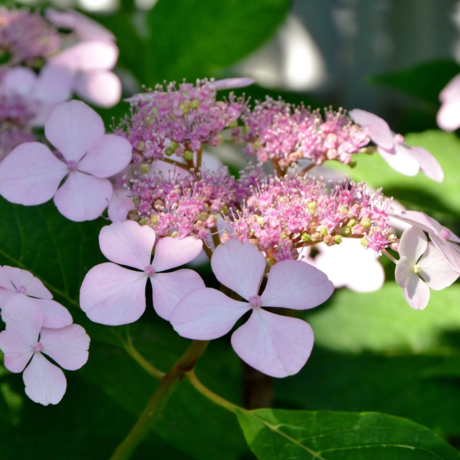 Hortensie Indian Summer - Zarte Blüten den ganzen Sommer