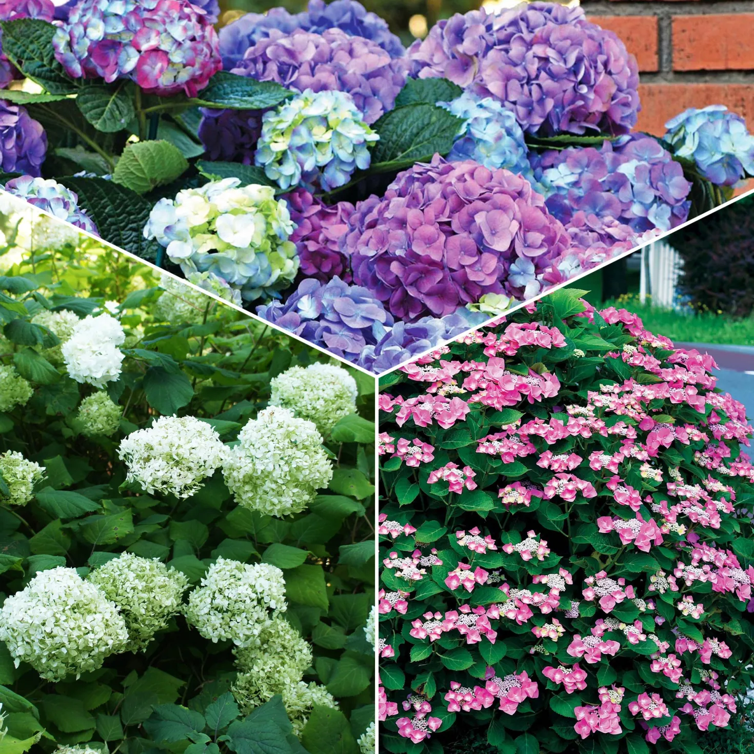 Hortensien-Kollektion für blühende Beete und Hecken. (x3) - Farbige Akzente für Ihre Grünflächen