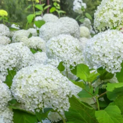 Hortensien-Kollektion für blühende Beete und Hecken. (x3) - Farbige Akzente für Ihre Grünflächen