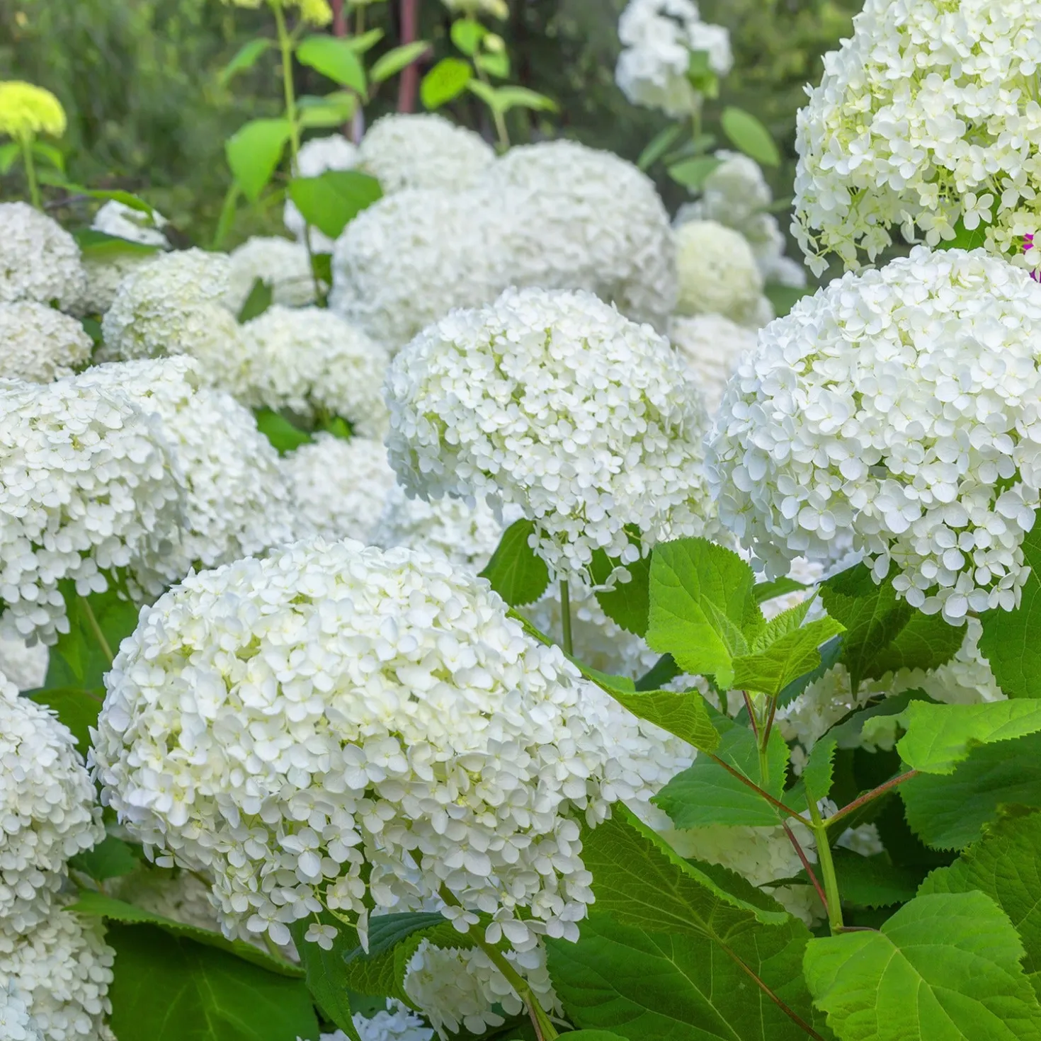 Hortensien-Kollektion für blühende Beete und Hecken. (x3) - Farbige Akzente für Ihre Grünflächen