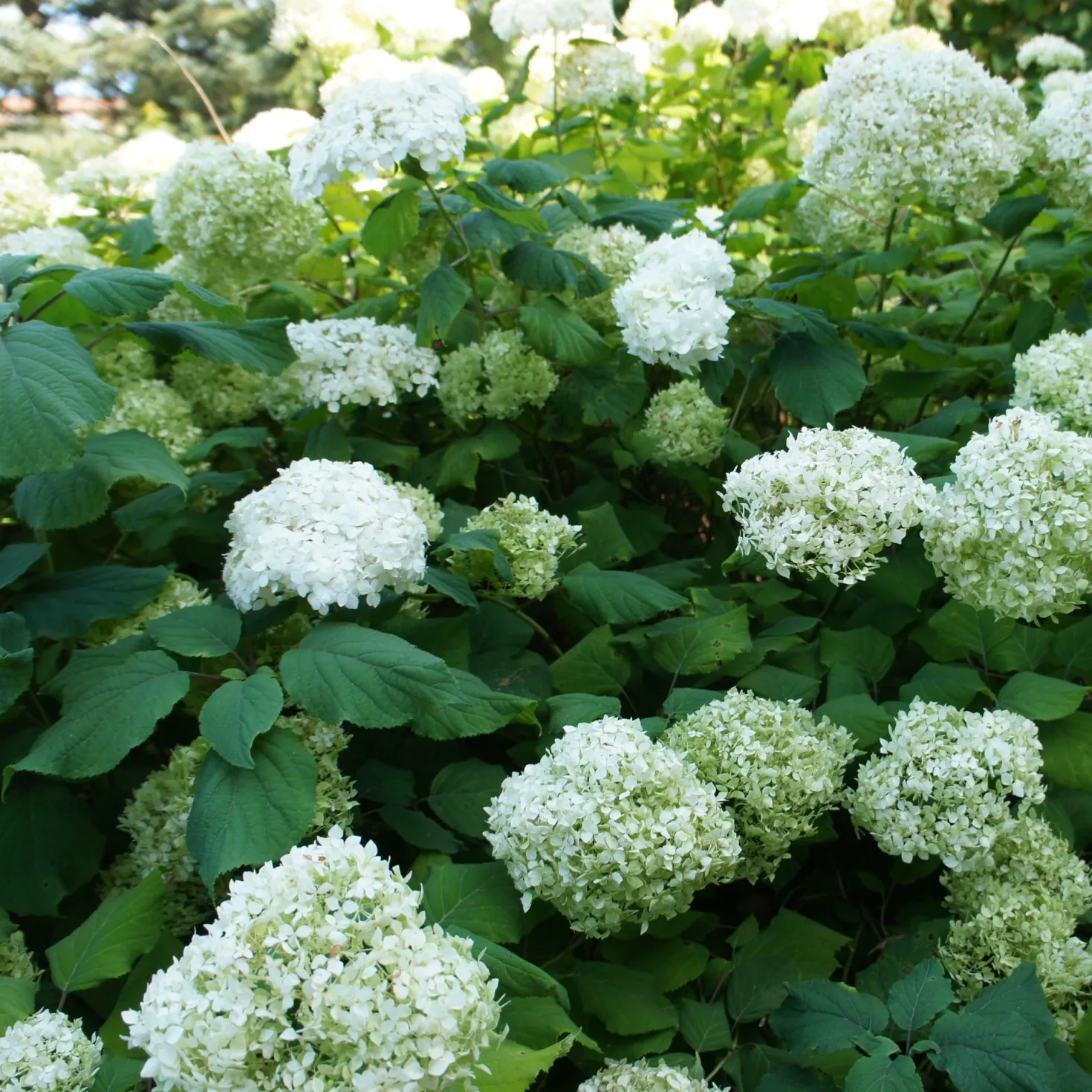 Hortensien-Kollektion für blühende Beete und Hecken. (x3) - Farbige Akzente für Ihre Grünflächen