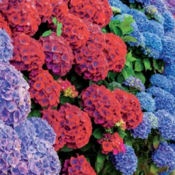 Hortensien-Kollektion rot & blau (x4) - Farbenpracht der Hortensien: Rot & Blau