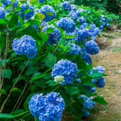 Hortensien-Sammlung: rot, blau, rosa (x3) - Reichblühende Klassiker für jeden Garten