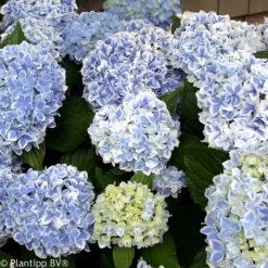 Hortensie Peppermint - Zweifarbige Blüten sofort