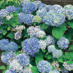 Hortensie Peppermint - Zweifarbige Blüten sofort
