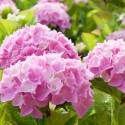 Hortensie rosa - Rosa Blütenpracht ohne Aufwand