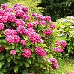 Hortensie rosa - Rosa Blütenpracht ohne Aufwand